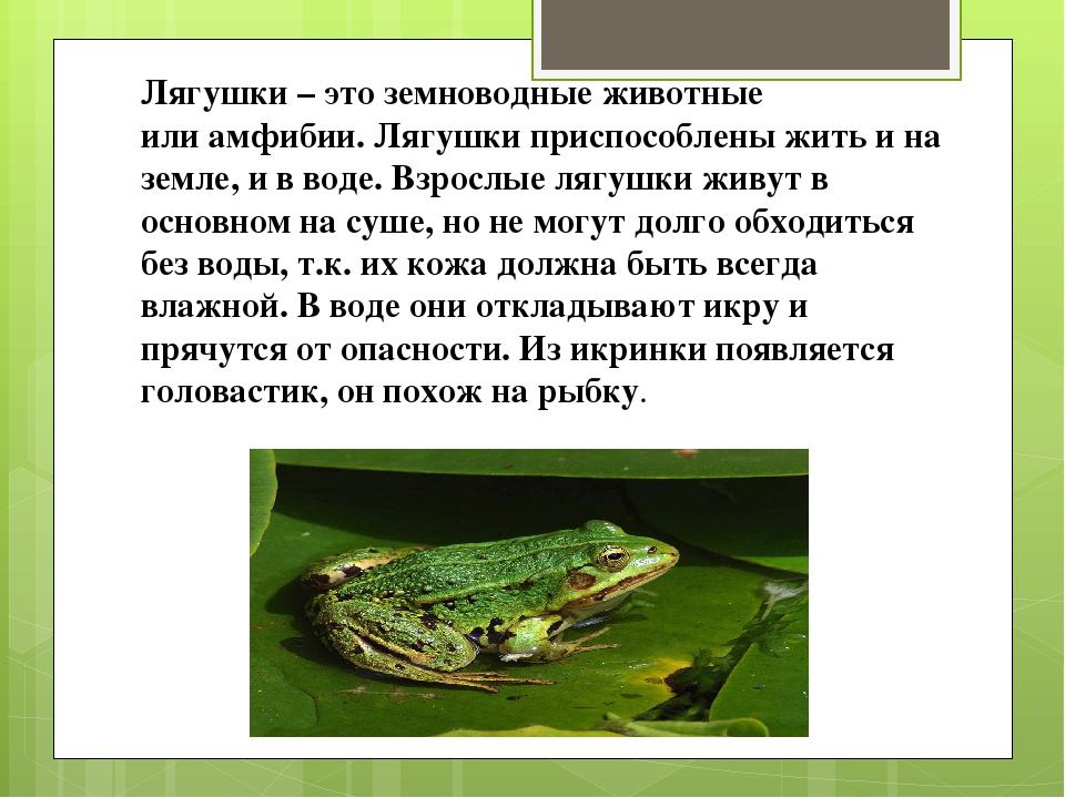 Описание травяной лягушки из красной книги