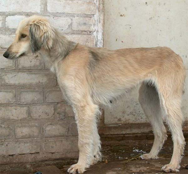Тайган (киргизская борзая) — фото и описание породы собак