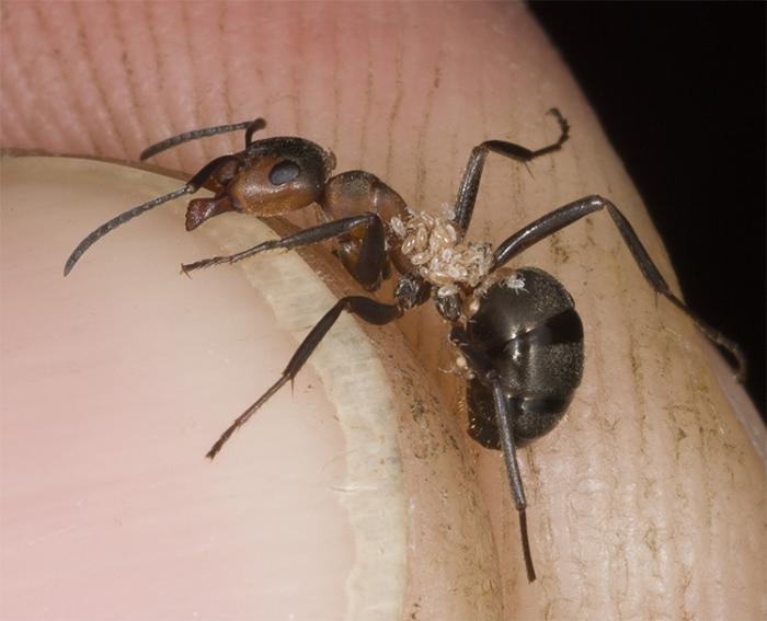 Camponotus fedtschenkoi: описание, содержание, кормление, уход