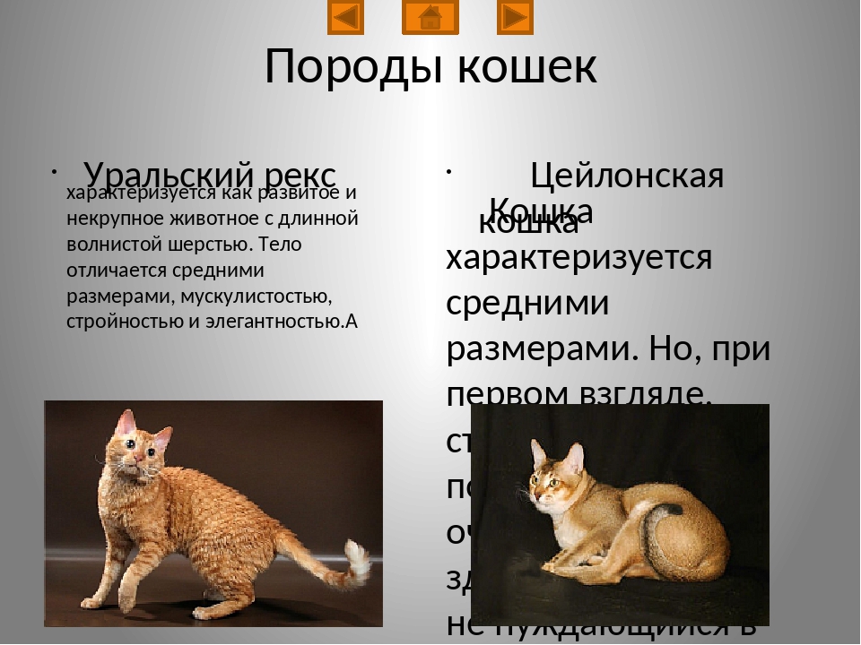 Кимрик: фото кошки, цена, описание породы, характер, видео, питомники