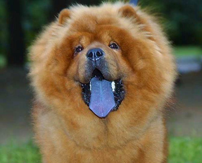 Порода собаки с синим языком: как выглядит чау-чау