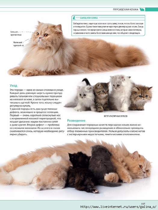 Персидская кошка ???? фото, описание, характер, факты, плюсы, минусы кошки ✔