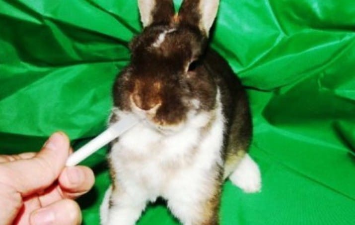 Понос у кроликов: основные причины, лечение и профилактика
