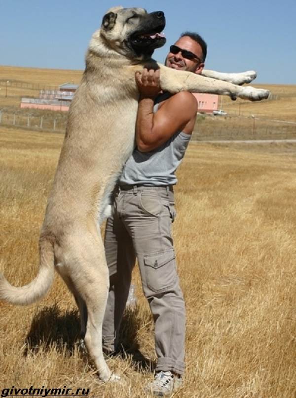 Кангал (турецкая) собака: фото, описание породы волкодав, характеристика, внешний вид, цена щенка
