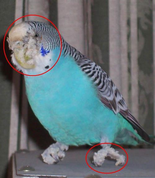 Симптомы того что волнистый попугай умирает