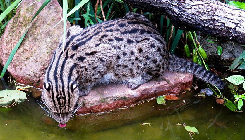 Виверровый кот-рыболов: описание вида, фото и цена