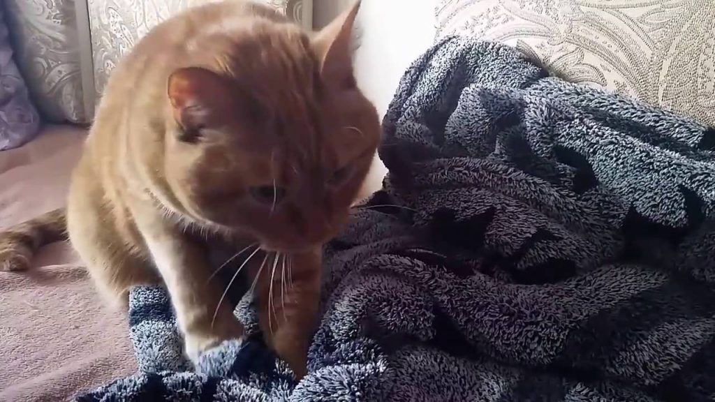 Почему кошки топчут нас лапками и мурчат: топчут одеяло