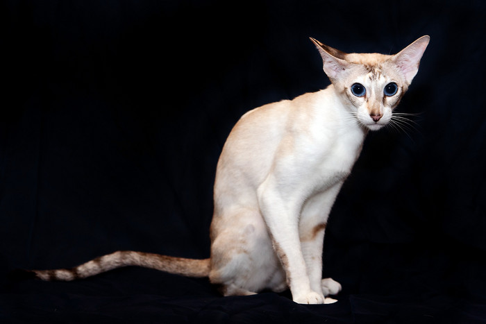 Персидская кошка (125 фото породы): описание внешности и характера, рекомендации по уходу за шерстью и содержанию дома