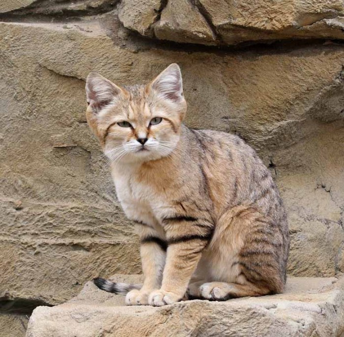 Барханный кот: особенности характера и внешности, фото пустынной кошки