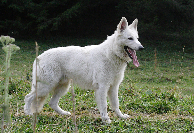Белая швейцарская овчарка: фото, характер, воспитание и уход