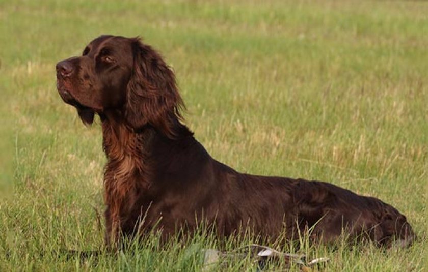 Лангхаар: фото, описание, характер, особенности ухода за породой собак