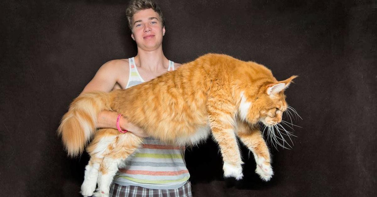 Самые большие кошки