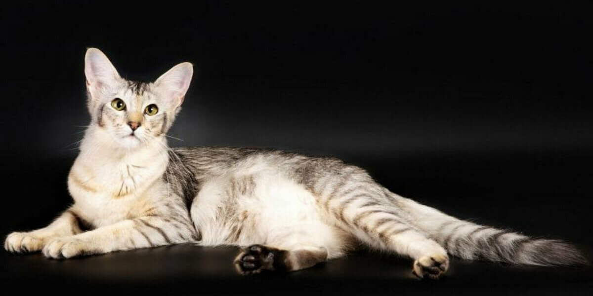 Яванская кошка или яванез