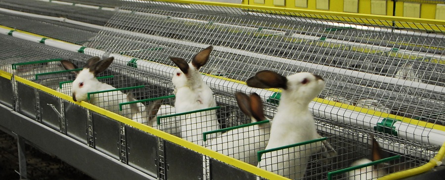 Выгодно ли разводить кроликов: все за и против