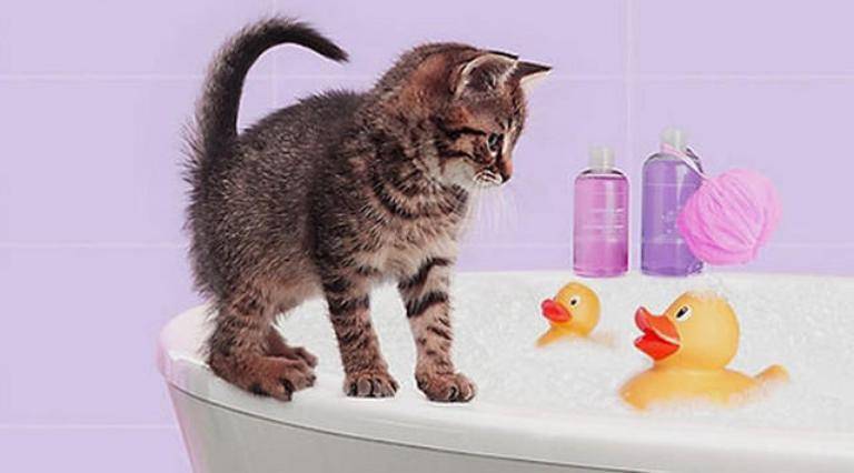 Сколько раз мыть кошку противогрибковым шампунем?