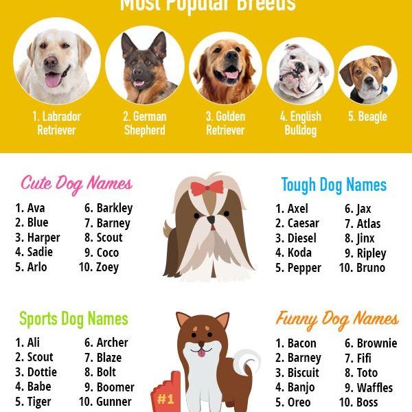Английские клички для собак: как не сделать ошибку в выборе имени
