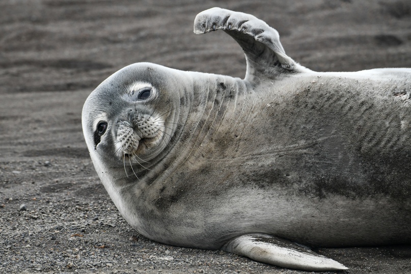 Гренландский тюлень — описание, среда обитания, образ жизни