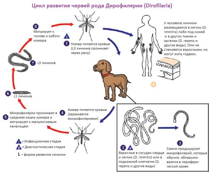 Черви комаров. Жизненный цикл дирофилярии собак. Жизненный цикл дирофилярии схема. Жизненный цикл дирофилярии у человека.