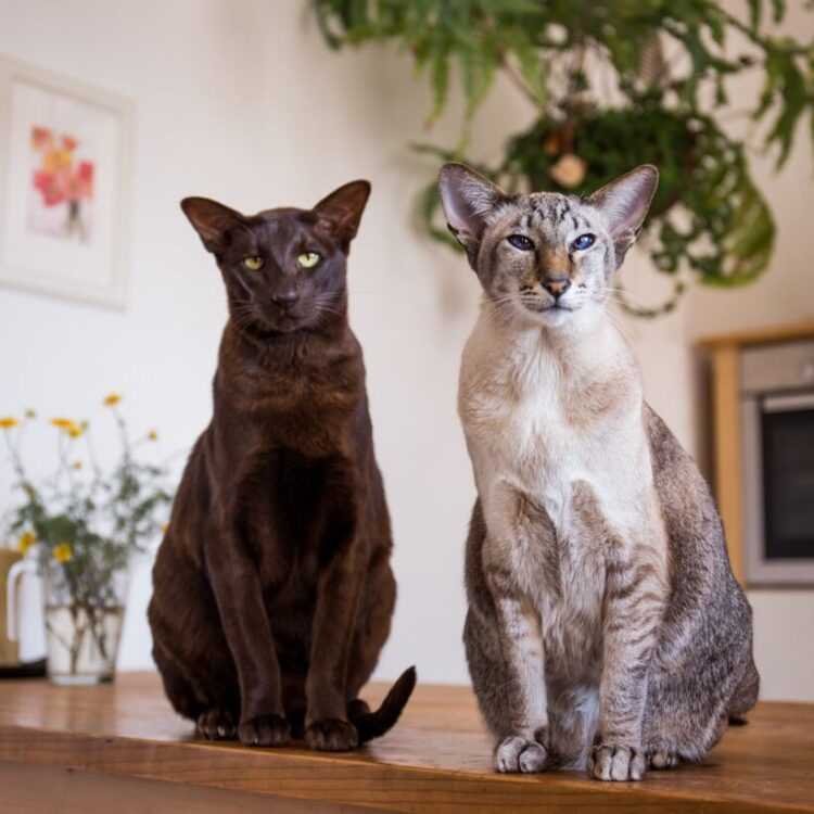 Ориентальные кошки: фото и описание (характер, уход и кормление)