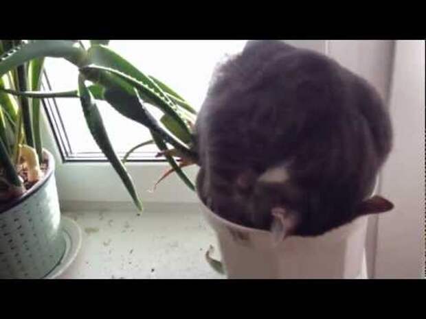 ᐉ как защитить комнатные растения от кошки? - ➡ motildazoo.ru