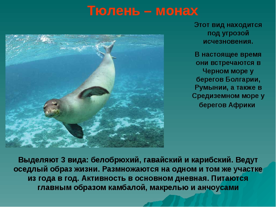 Животное тюлень: образ жизни, среда обитания, внешний вид, повадки и многое другое