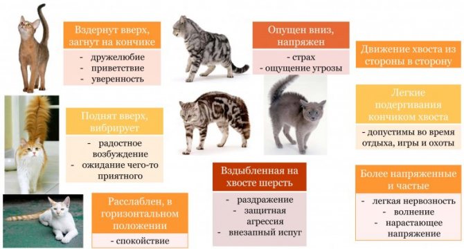 Понимают ли кошки человеческую речь: как это выражается, мнения ученых и заводчиков
