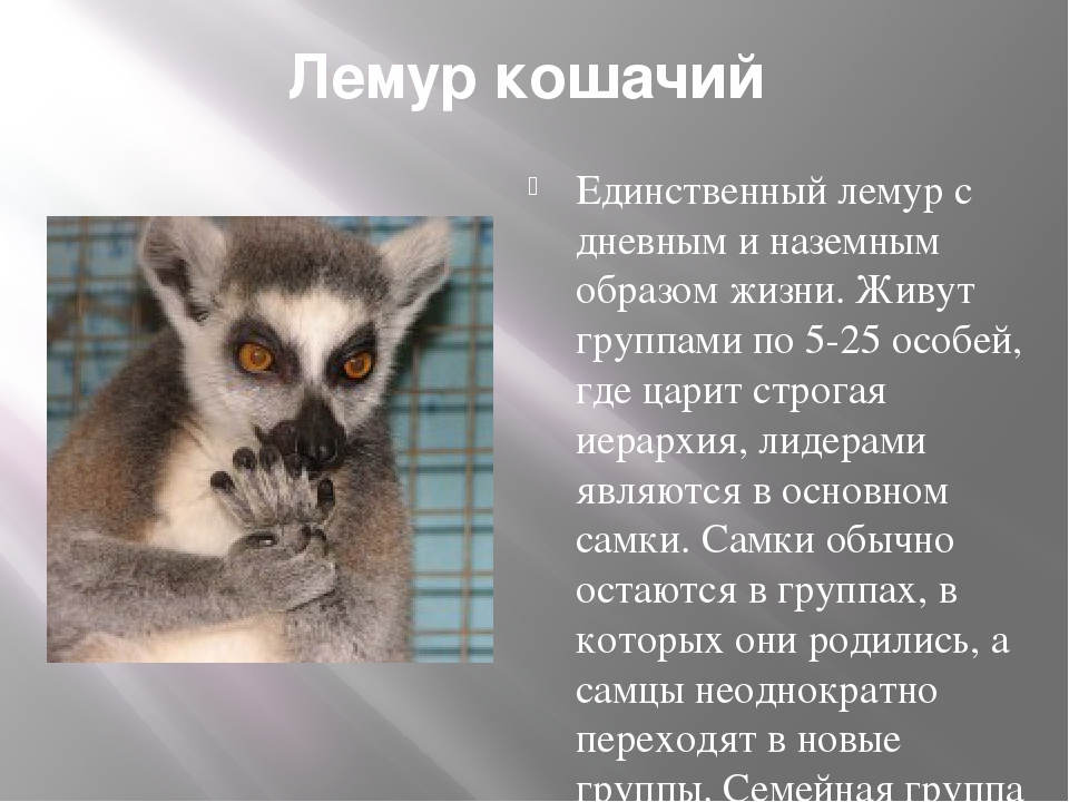 Полуобезьяны | описания и фото животных | некоммерческий учебно-познавательный интернет-портал зоогалактика