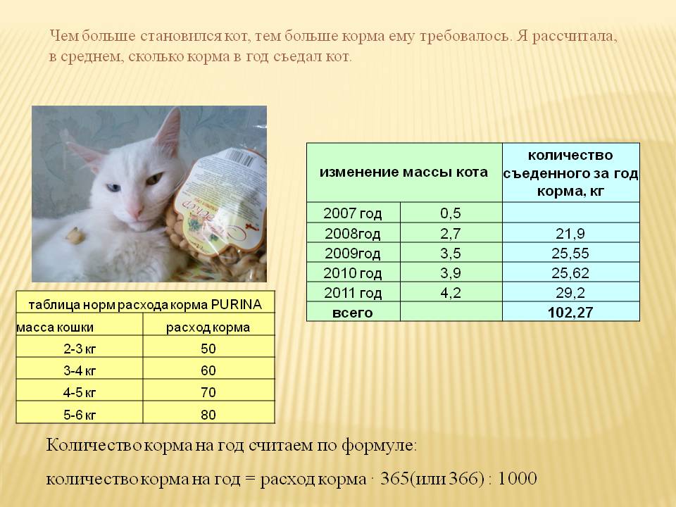 Какой корм для кошки лучше: топ рейтинг 2021 года по качеству состава + отзывы ветеринаров
