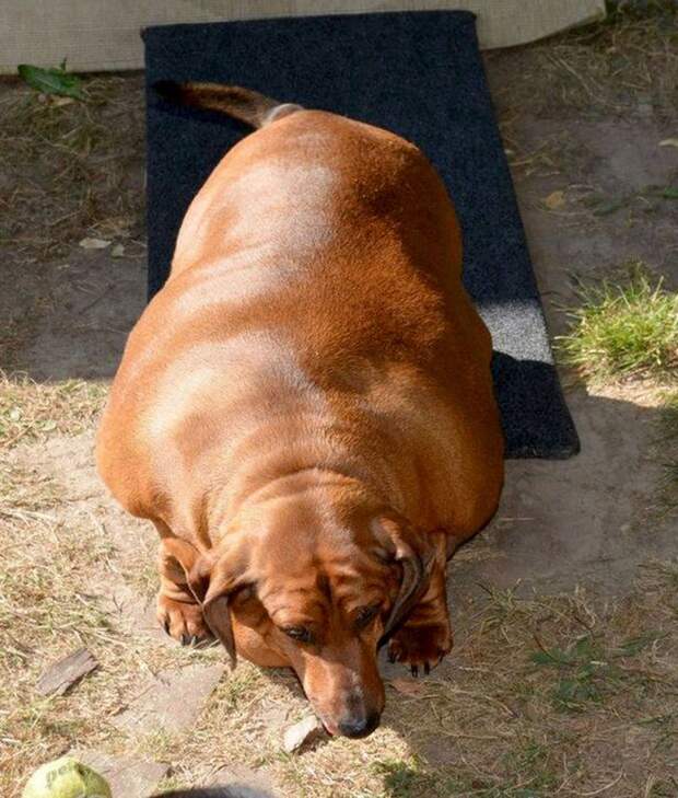 Толстые собаки: самые жирные питомцы в мире
