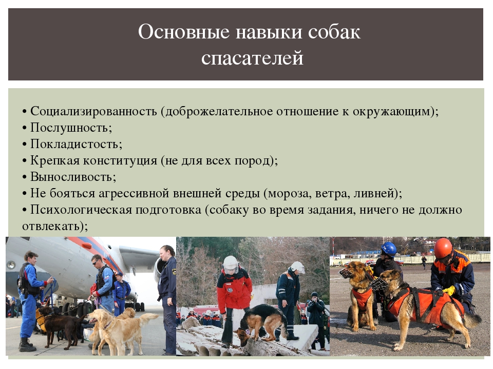 Породы собак-спасателей | блог ветклиники "беланта"