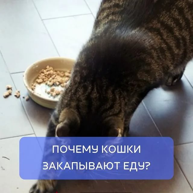 Почему кошка закапывает миску с едой или сркебет лапой рядом с ней, зачем она это делает