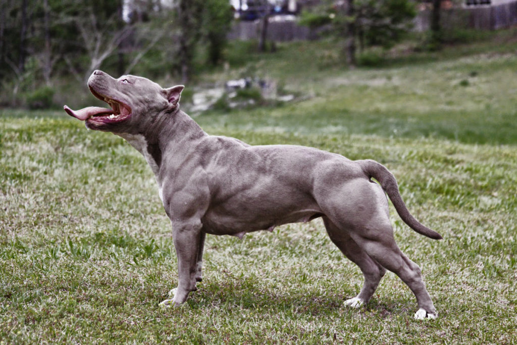 Топ-13 самых сильных пород собак в мире (+ фото)