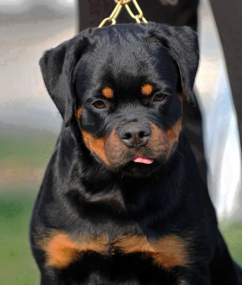 Ротвейлер собака. описание, особенности, виды, уход и цена породы ротвейлер