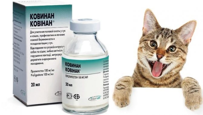 Как давать препарат провера для кошек?
