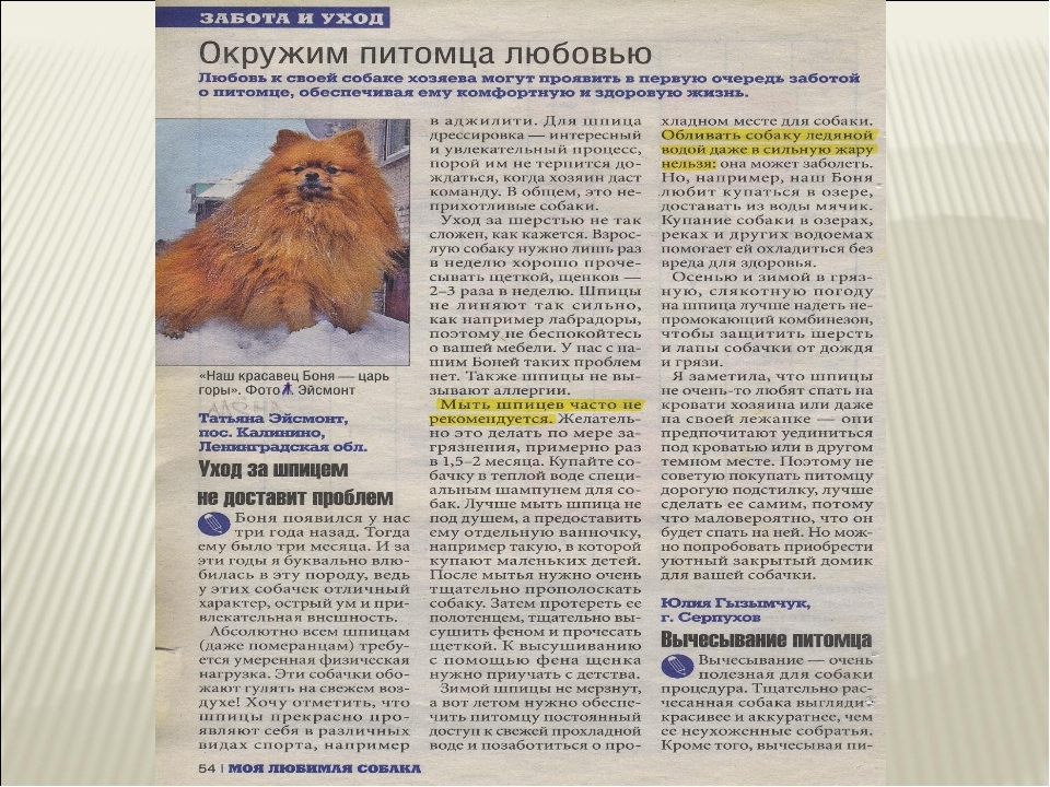 ᐉ как обустроить место для собаки в квартире или доме - ➡ motildazoo.ru
