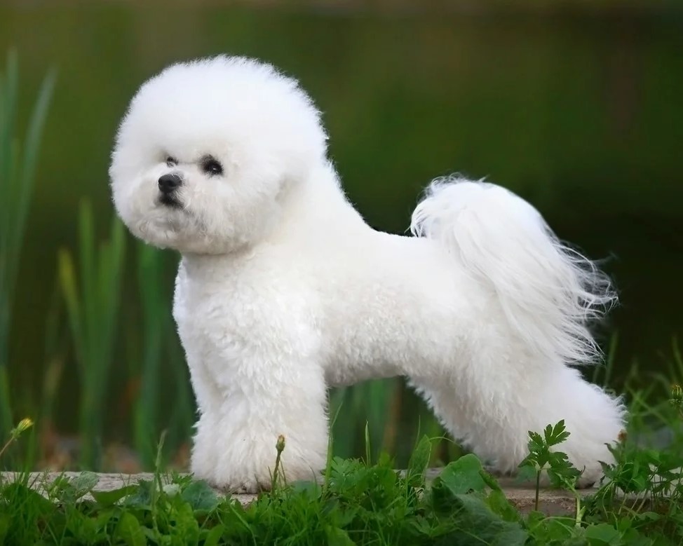 Собака бишон фризе: описание породы, характер, болезни, уход | блог ветклиники "беланта"