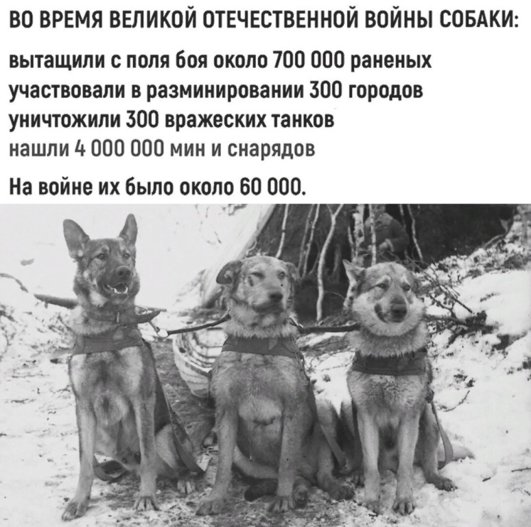 Как собаки помогали во время великой отечественной войны - zefirka