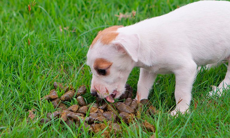 Почему собаки валяются в тухлятине и экскрементах