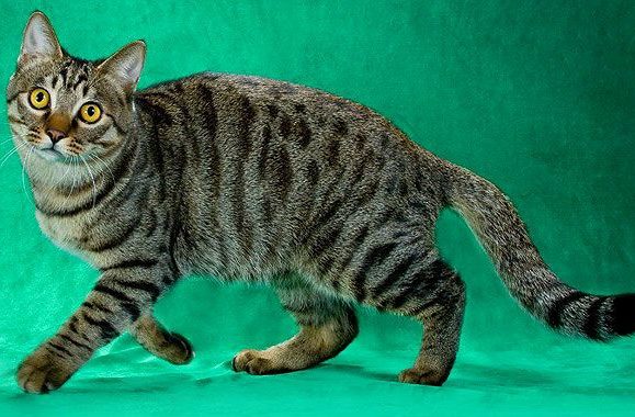 Тонкинская кошка (тонкинез) — плюсы и минусы породы: характер, содержание, уход, возможные болезни