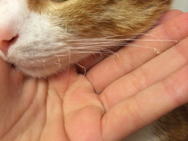 Зачем кошке усы (вибриссы) и что будет, если они повредятся?