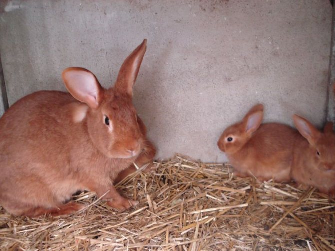 Бургундский кролик: описание породы, фото, содержание и уход, отзывы