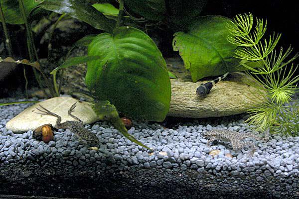 Африканская карликовая лягушка (гименохирус) в аквариуме
