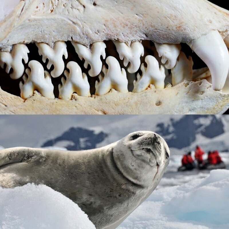 Тюлень уэдделла — описание, среда обитания, образ жизни