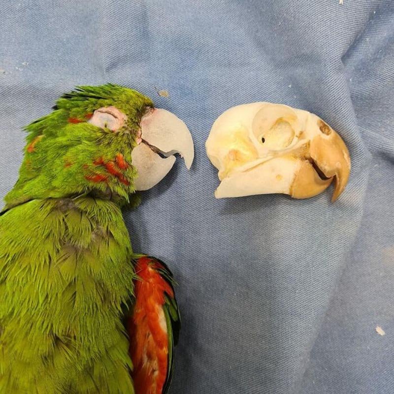 Ученые установили, что попугаи кеа могут заразительно смеяться