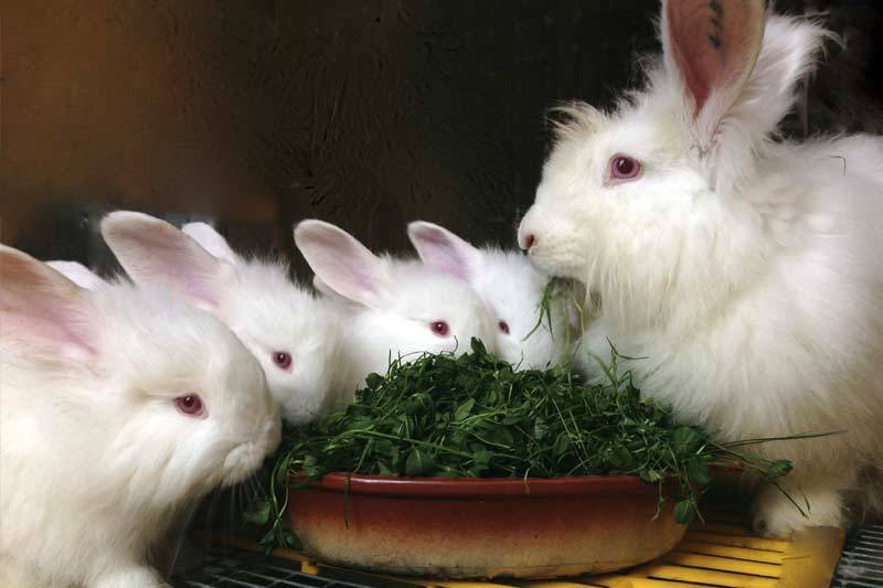 Кто такие ангорские пушистые кролики и как их содержать