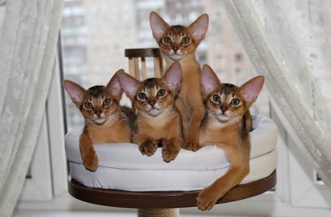 Абиссинская кошка фото, цена котят и питомники, характер, отзывы