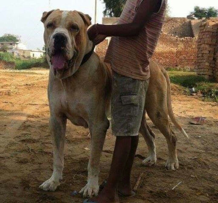 Порода собак пакистанский мастиф и ее характеристики с фото