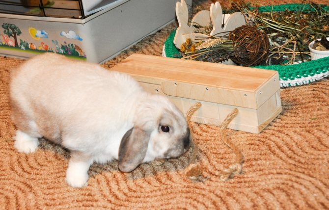 Содержание кроликов в домашних условиях