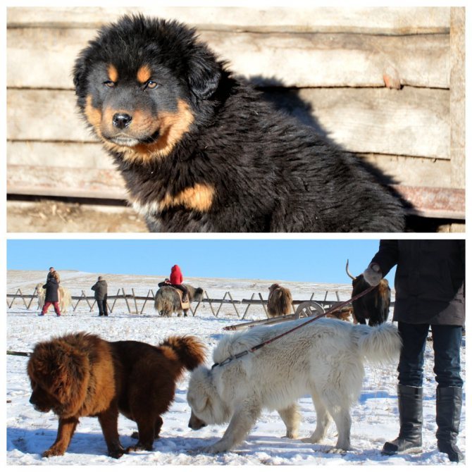 Монгольская овчарка - банхар: характеристики породы собаки, фото, характер, правила ухода и содержания - petstory