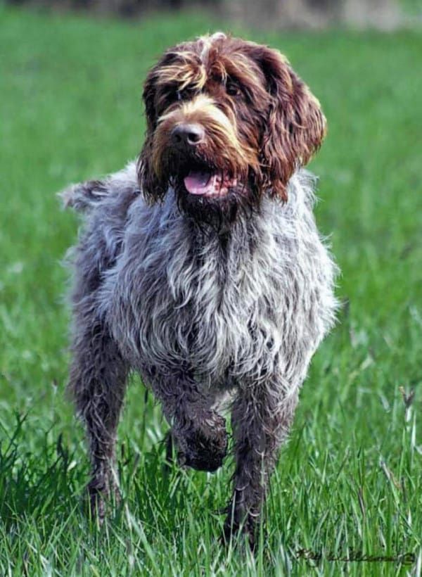 Собака брюссельский гриффон: уход и содержание, характерестики породы